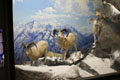Dall's Sheep Diorama. Photo by Mike Servedio